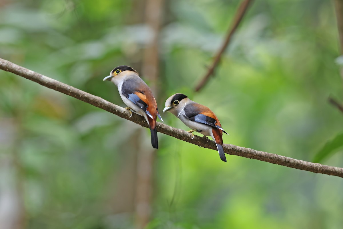 ギンムネヒロハシ - ML642421715