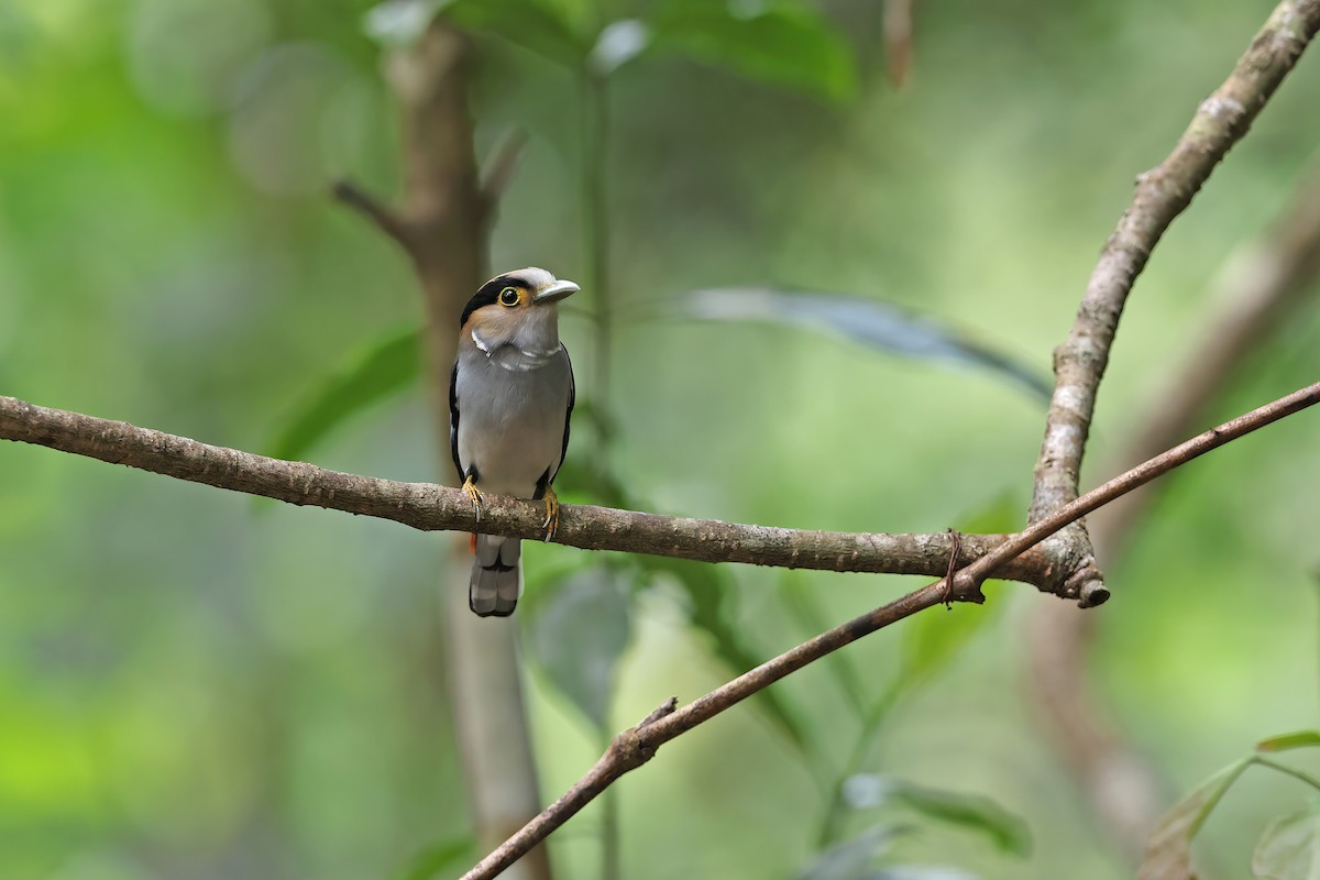 ギンムネヒロハシ - ML642421716