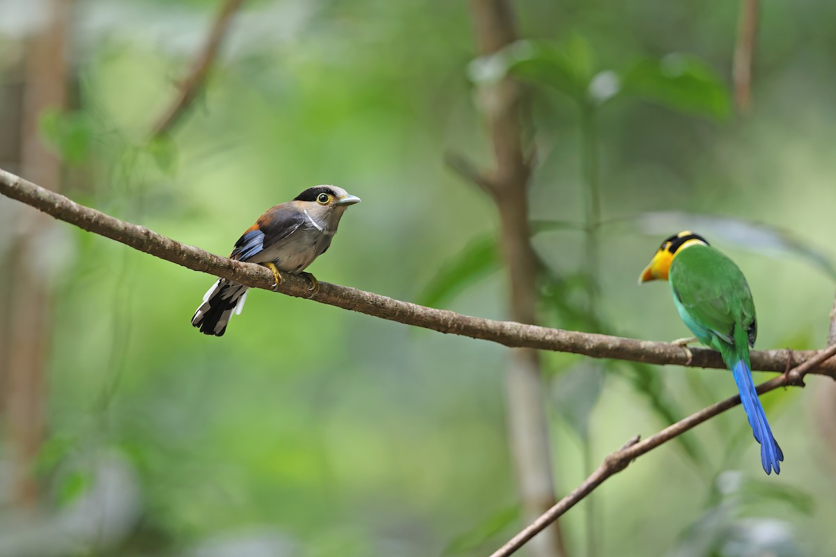 Silver-breasted Broadbill - ML642421717