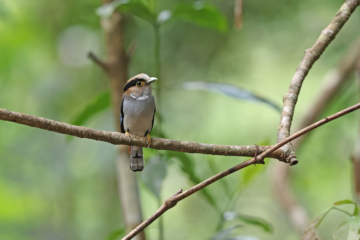 Silver-breasted Broadbill - ML642421718