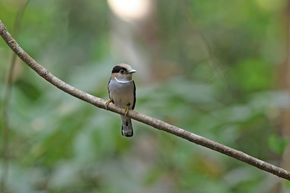Silver-breasted Broadbill - ML642421719