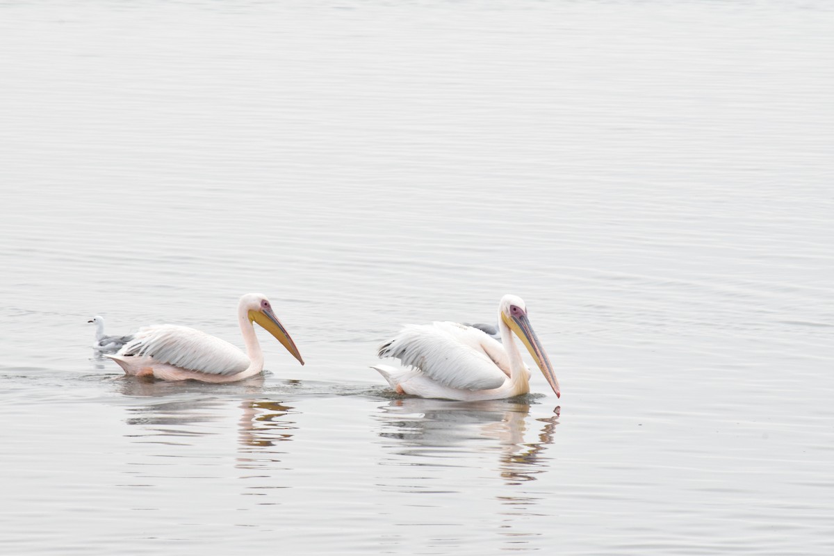 Great White Pelican - ML642421741