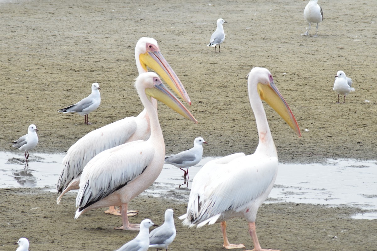 Great White Pelican - ML642421742