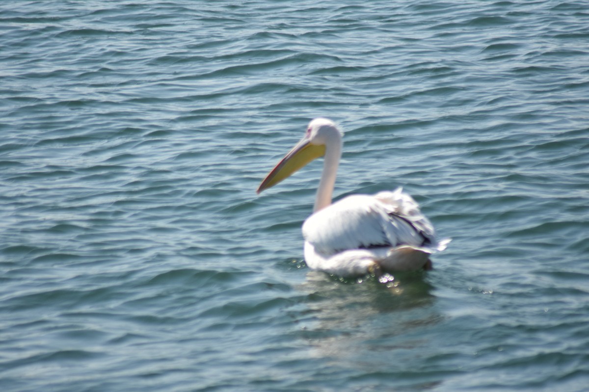 Great White Pelican - ML642421743