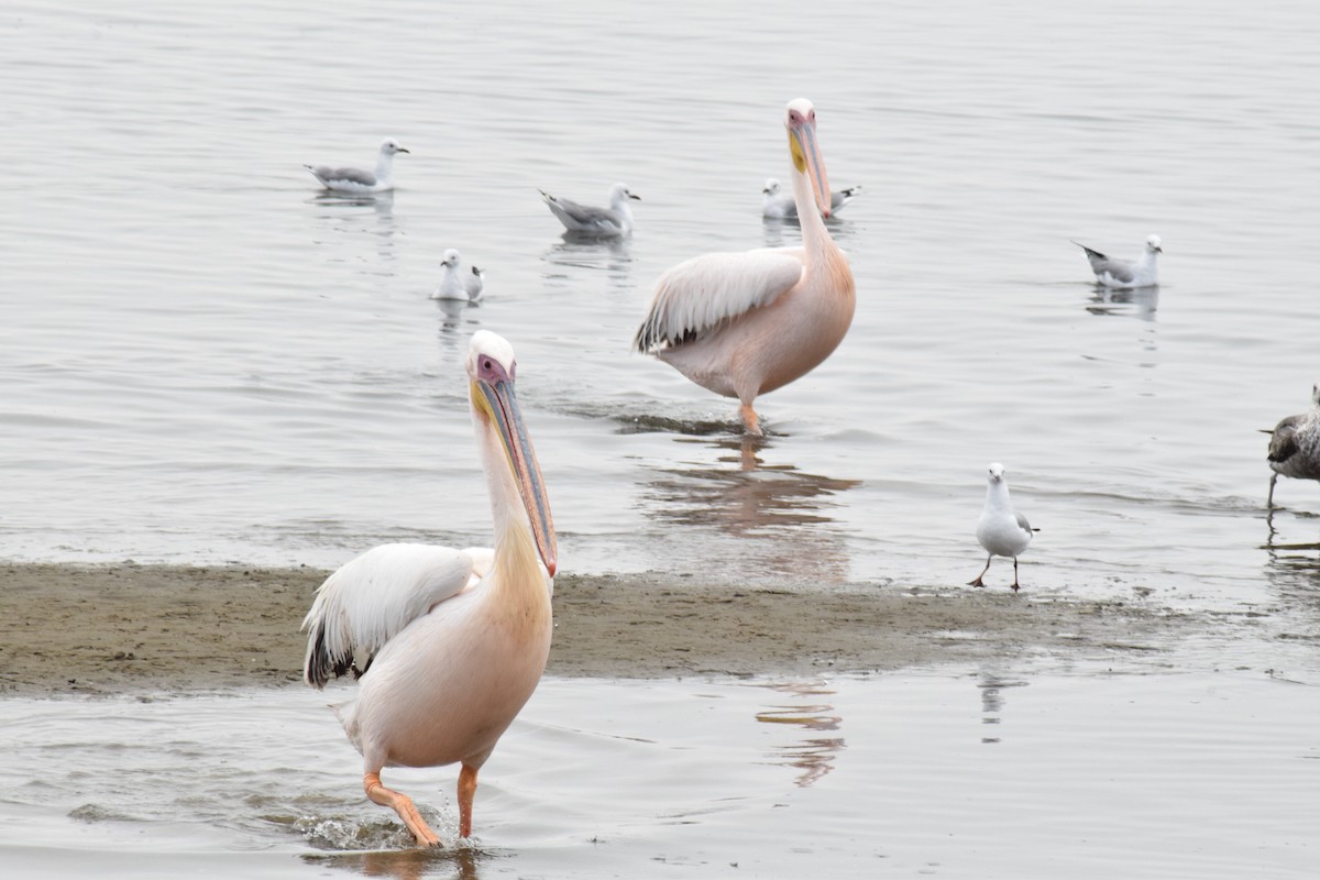 Great White Pelican - ML642421744
