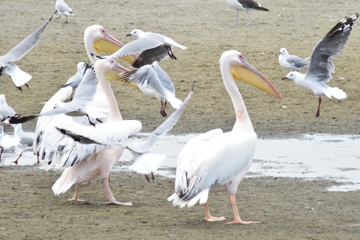 Great White Pelican - ML642421745