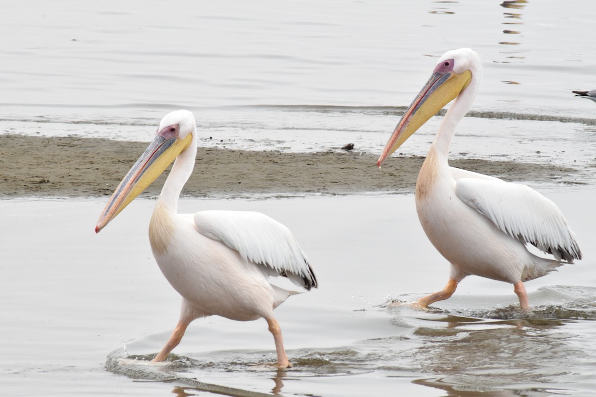Great White Pelican - ML642421746