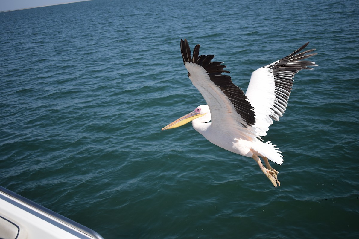 Great White Pelican - ML642421747