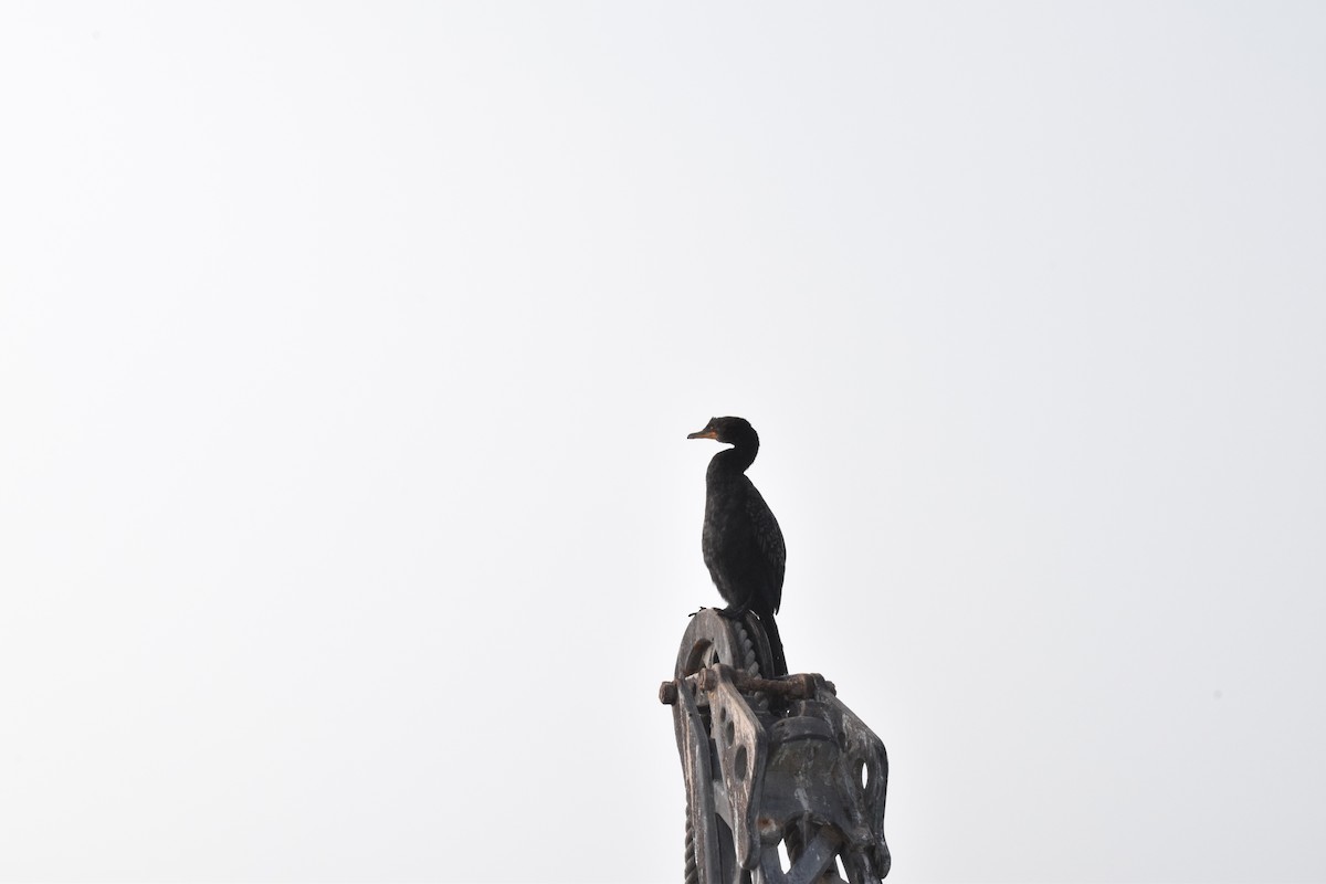 Crowned Cormorant - ML642421748