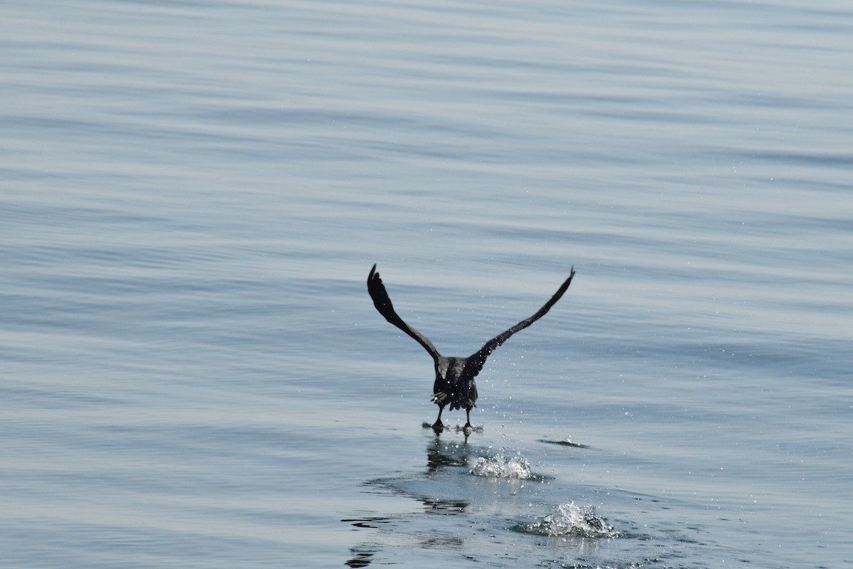 Cape Cormorant - ML642421749