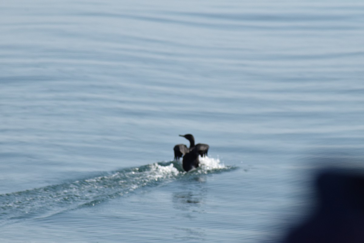 Cape Cormorant - ML642421750