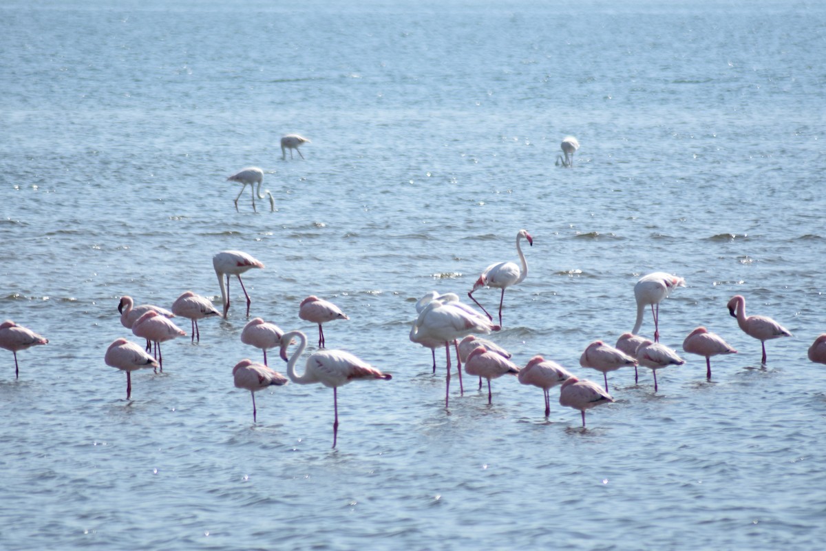 Lesser Flamingo - ML642421752