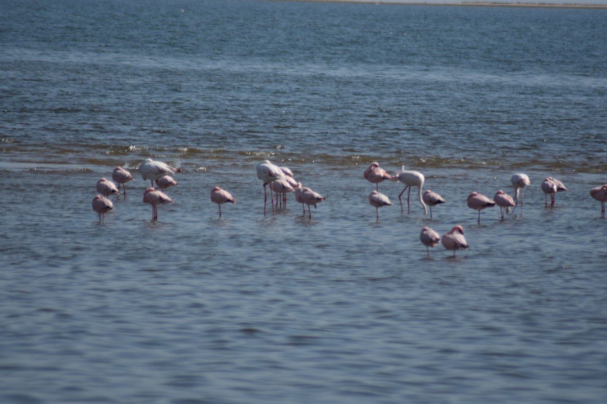 Lesser Flamingo - ML642421753
