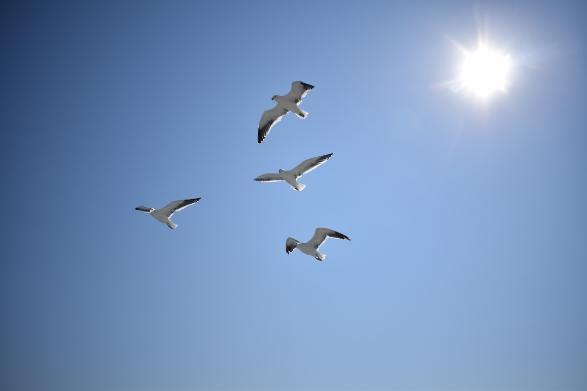 Kelp Gull - ML642421758
