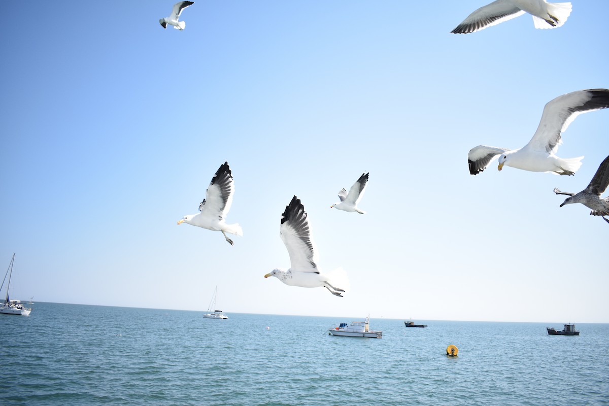 Kelp Gull - ML642421759