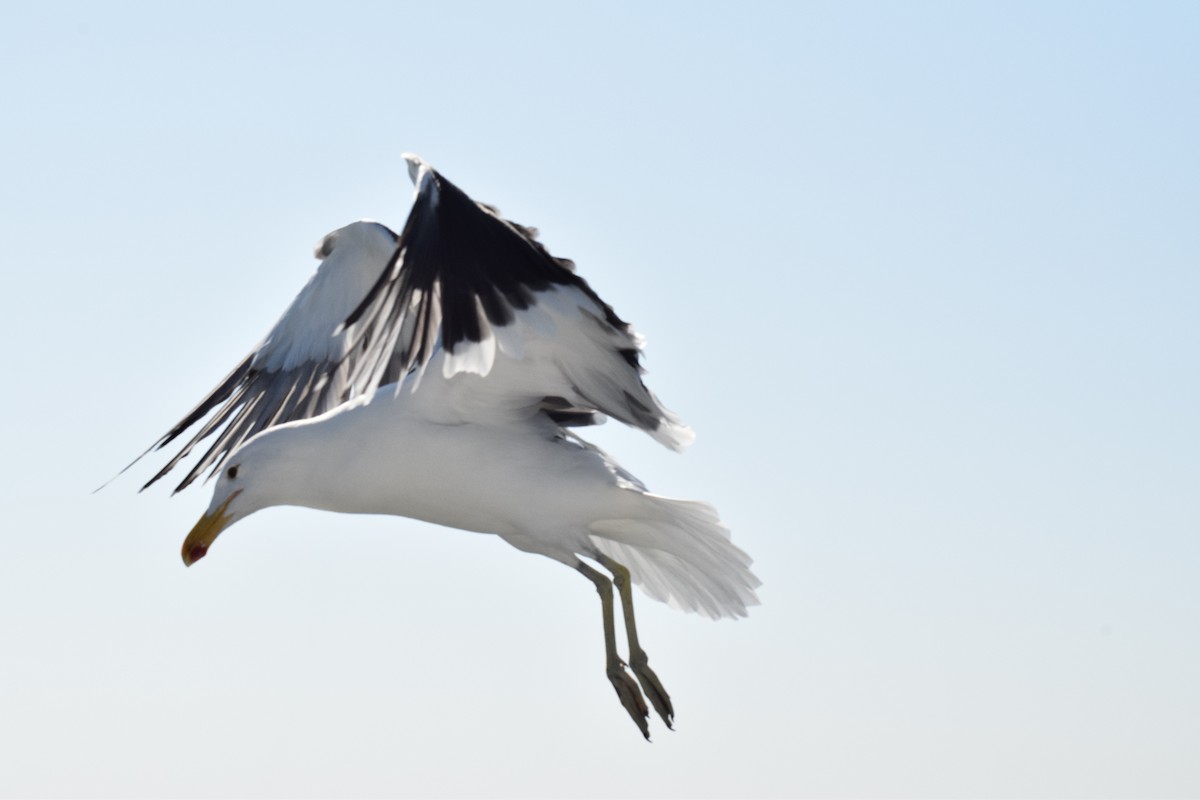 Kelp Gull - ML642421760