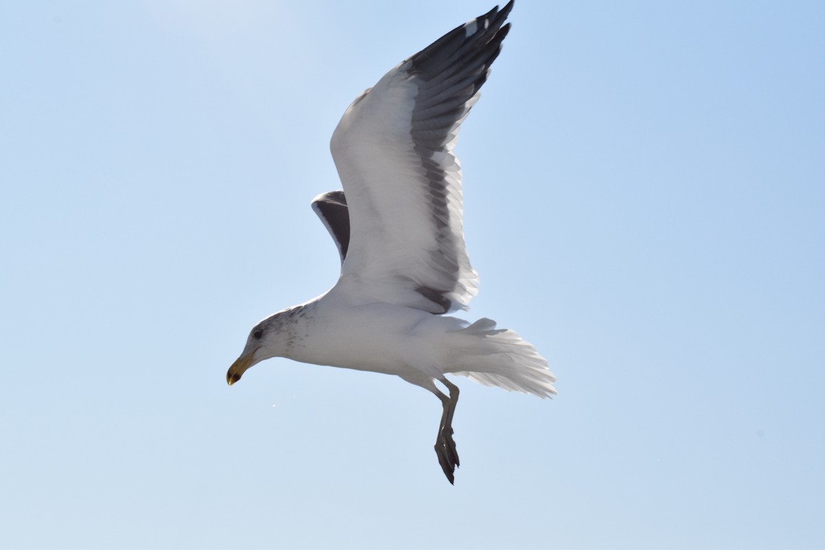 Kelp Gull - ML642421761