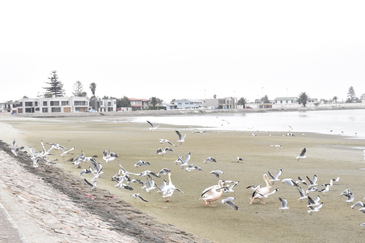 Hartlaub's Gull - ML642421766