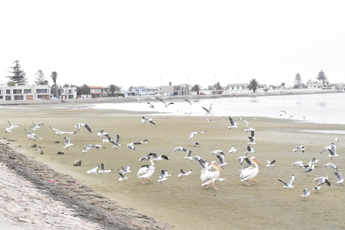 Hartlaub's Gull - ML642421767
