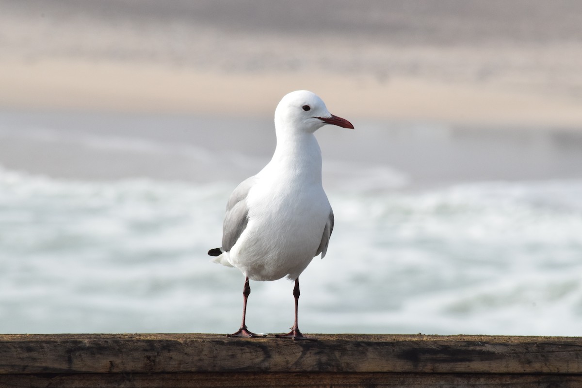 Hartlaub's Gull - ML642421768