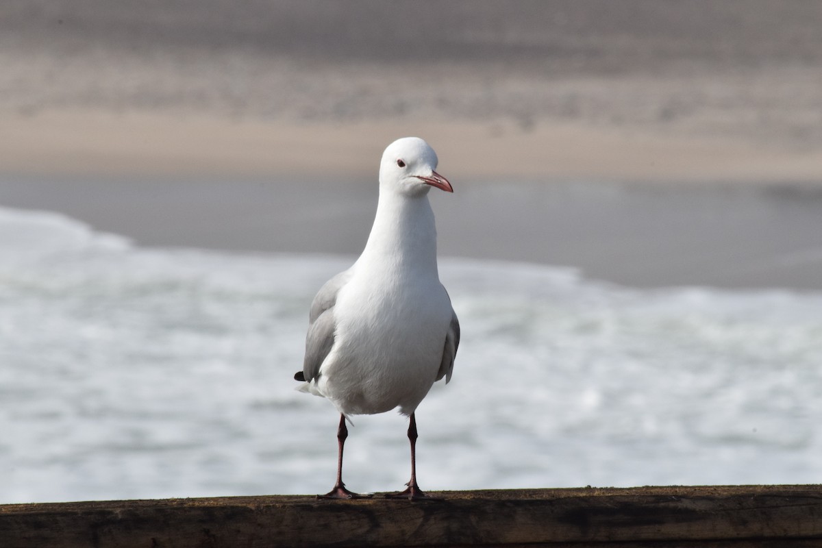 Hartlaub's Gull - ML642421769