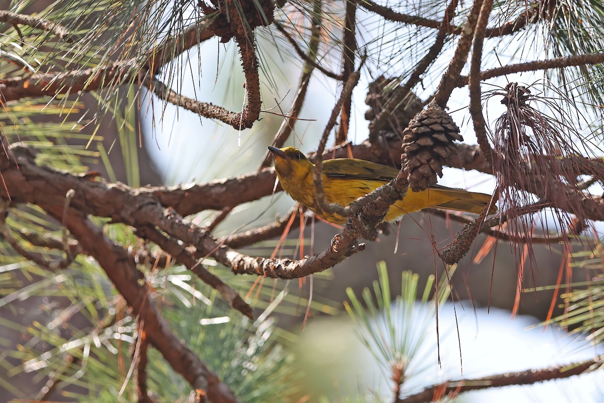 Slender-billed Oriole - ML642421772