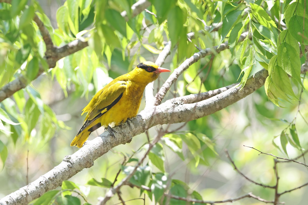 Slender-billed Oriole - ML642421773