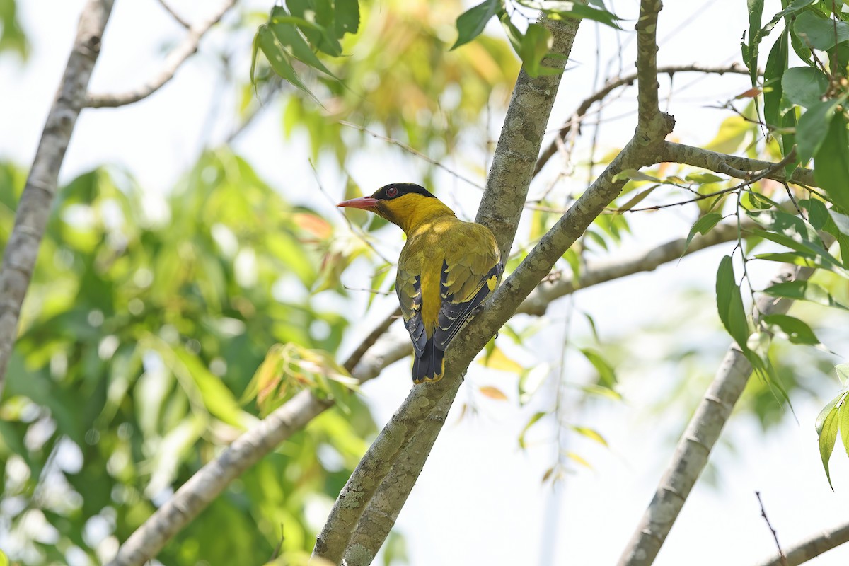 Slender-billed Oriole - ML642421774
