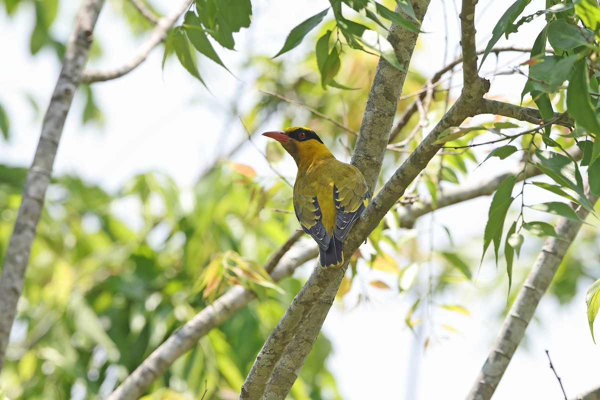 Slender-billed Oriole - ML642421775
