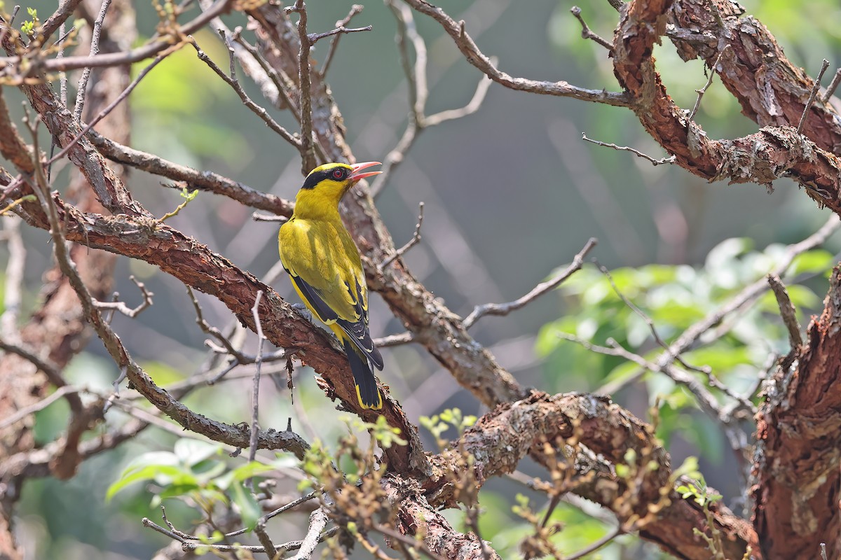 Slender-billed Oriole - ML642421776