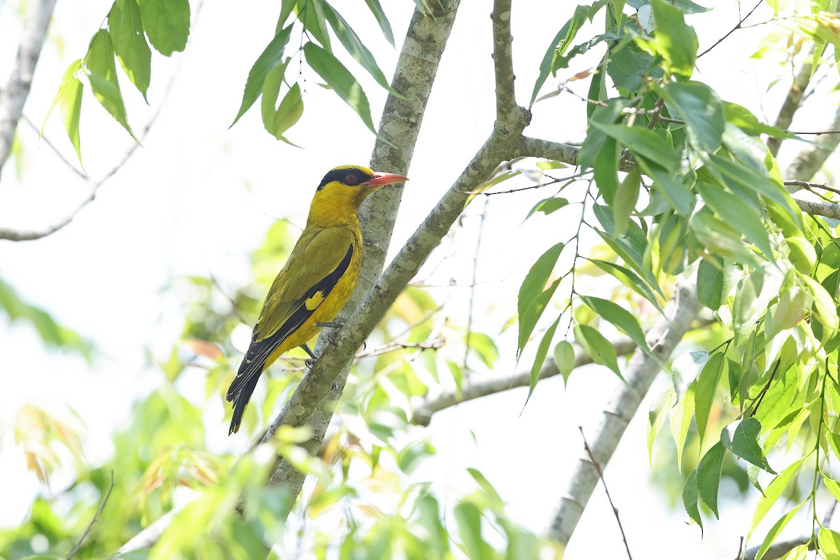 Slender-billed Oriole - ML642421777