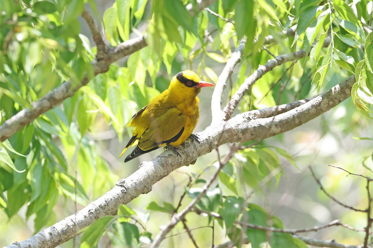 Slender-billed Oriole - ML642421778