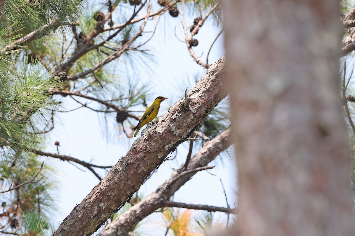 Slender-billed Oriole - ML642421779