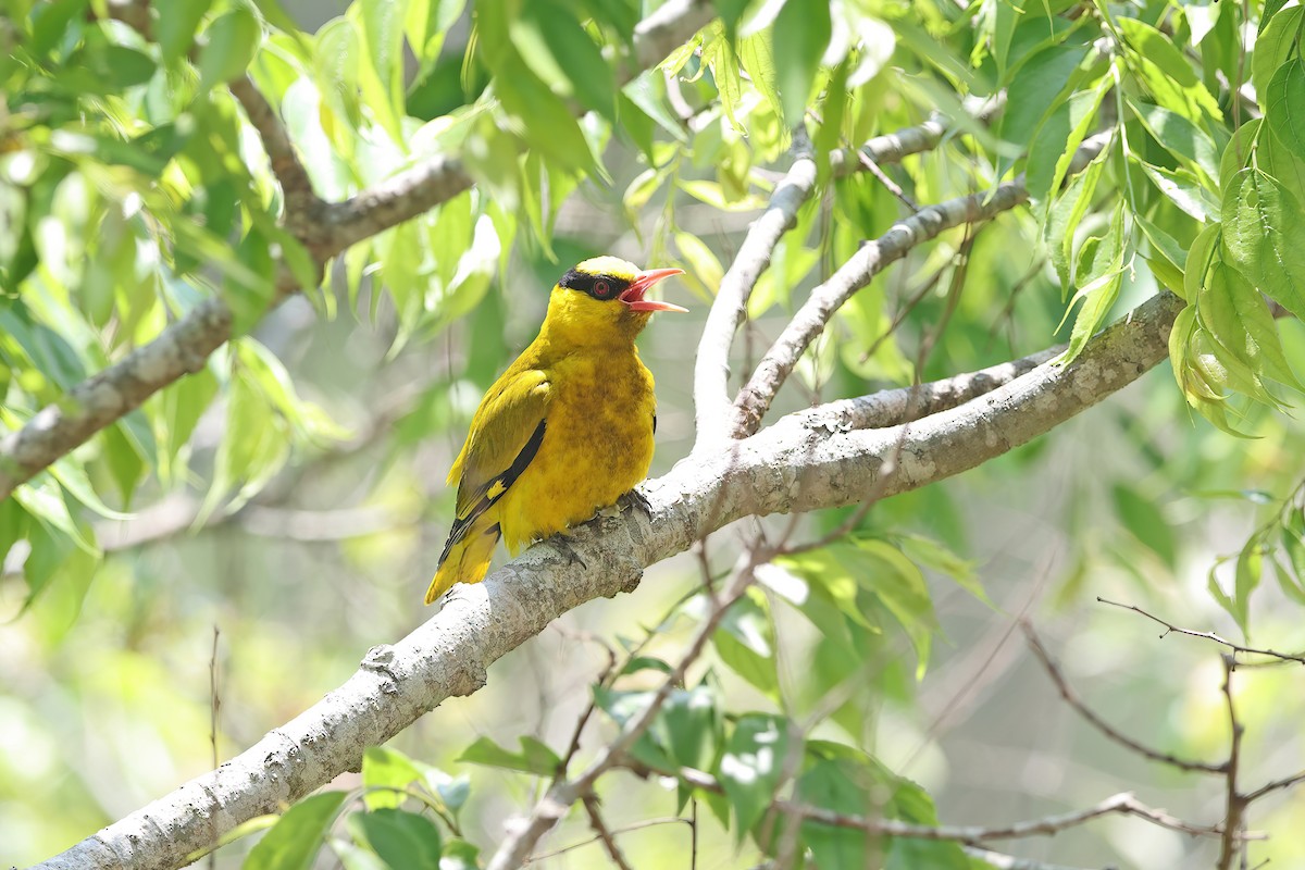 Slender-billed Oriole - ML642421780