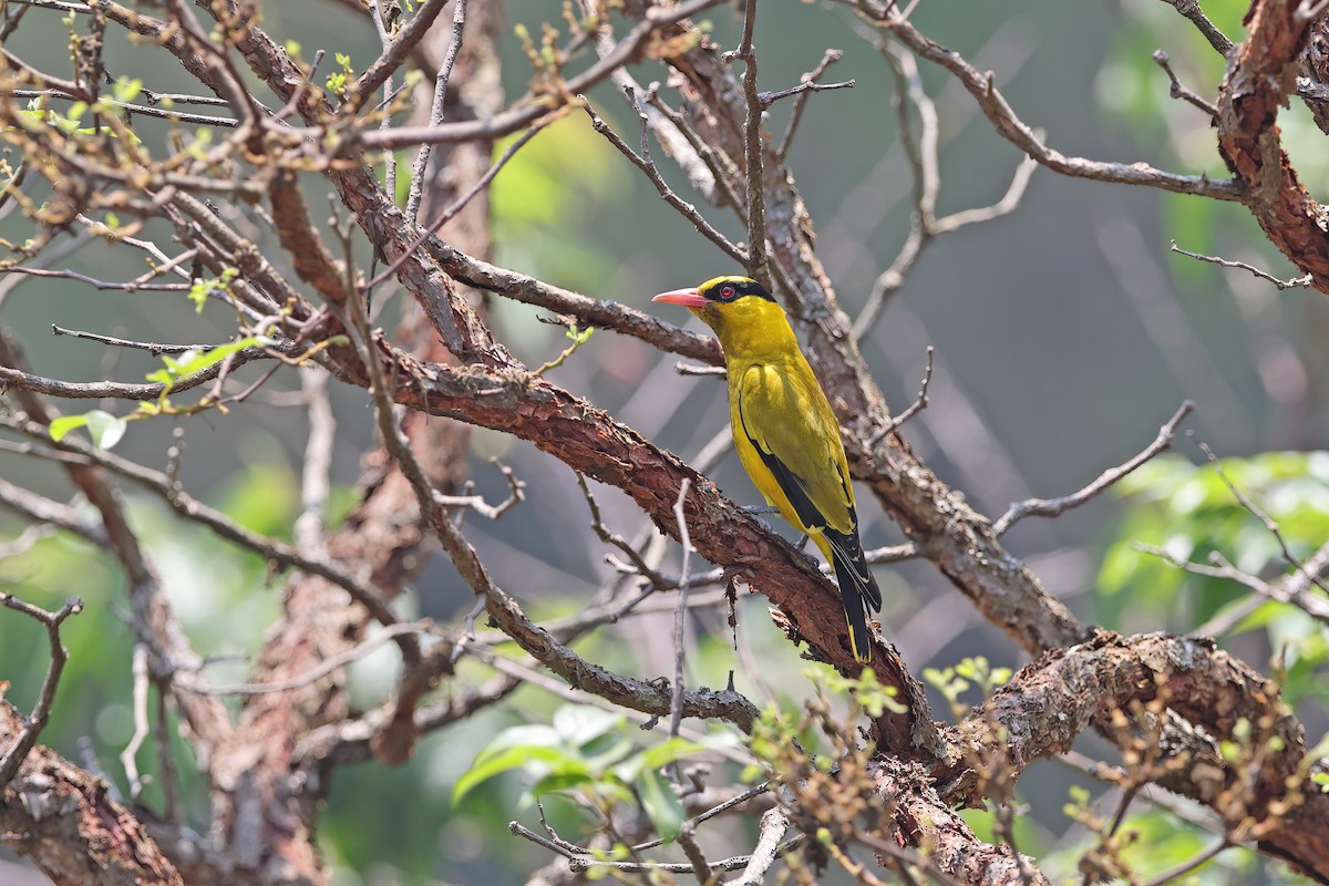 Slender-billed Oriole - ML642421781