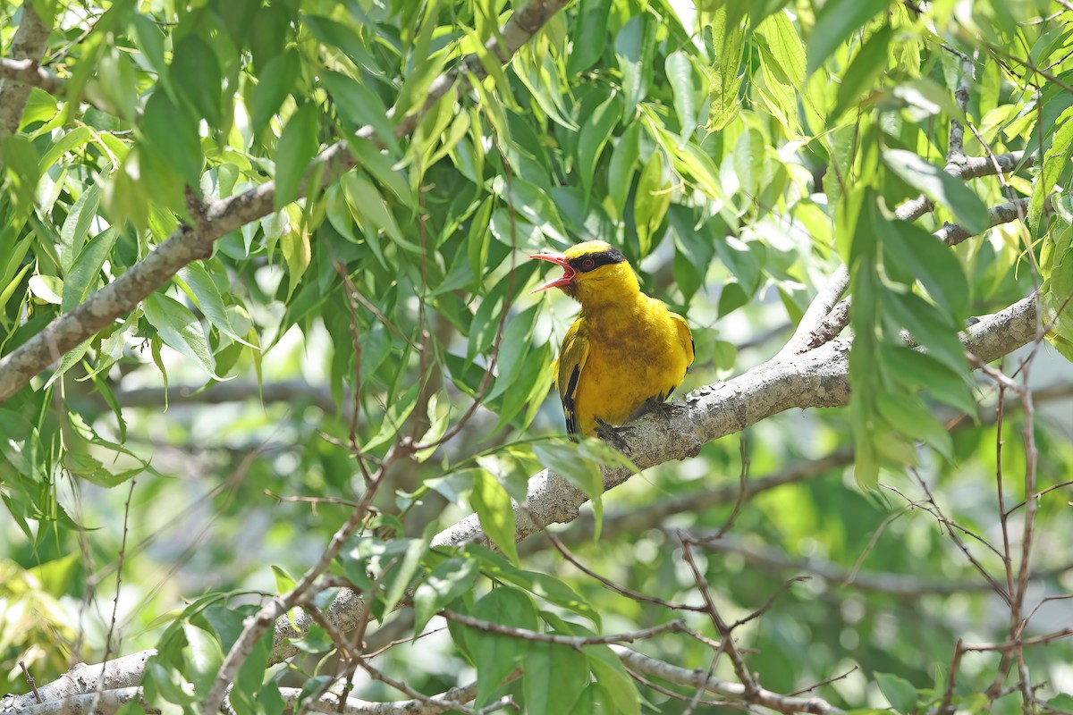 Slender-billed Oriole - ML642421782