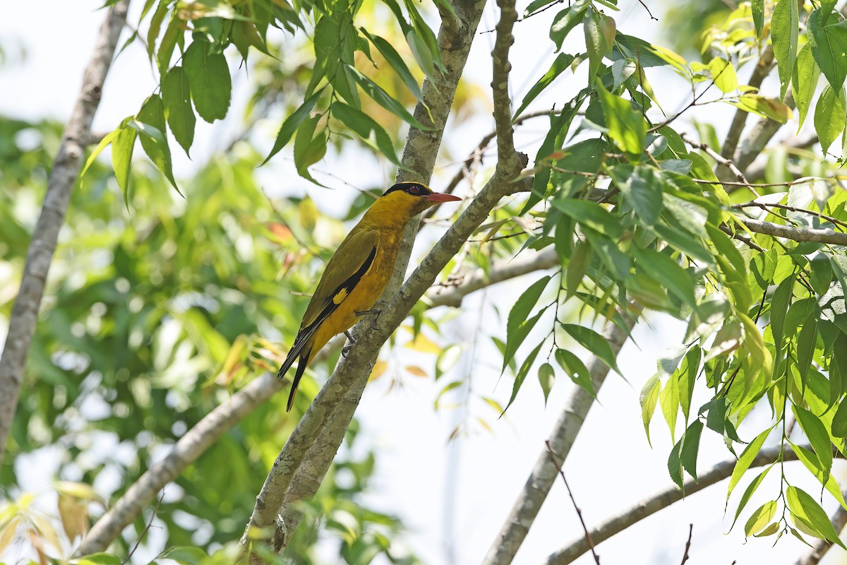 Slender-billed Oriole - ML642421783