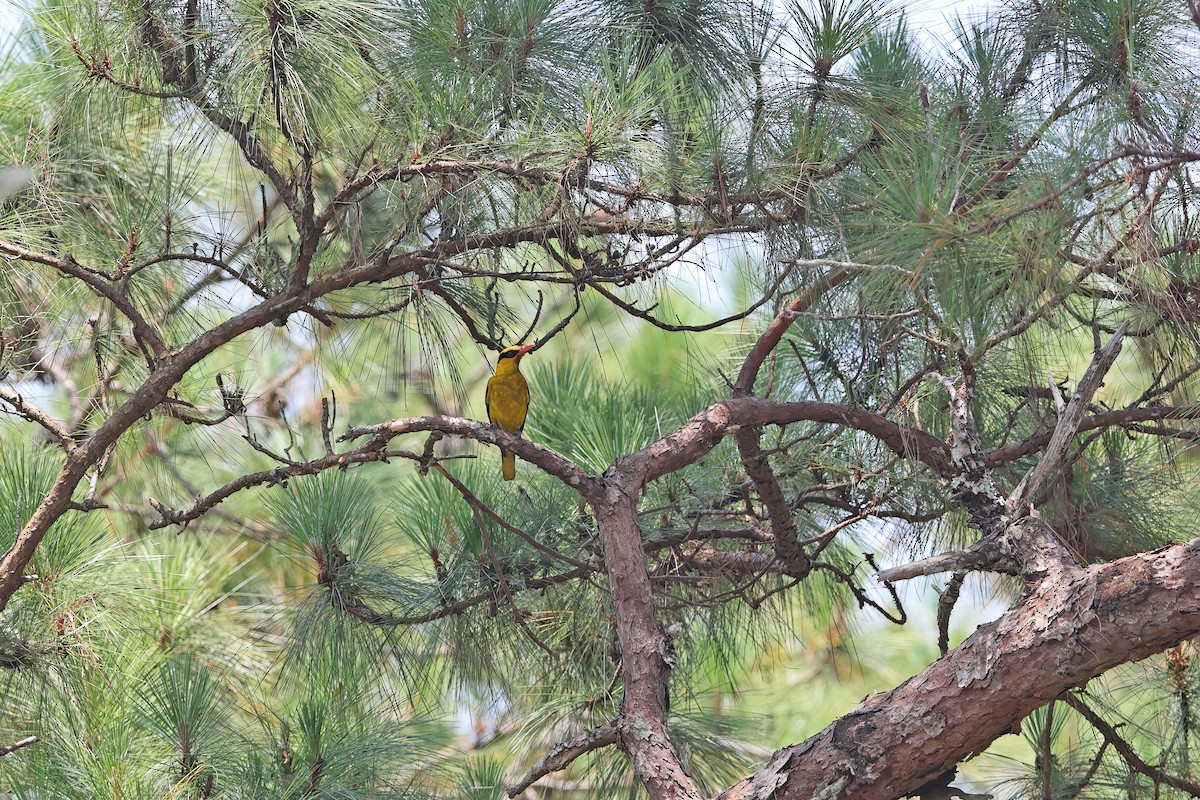 Slender-billed Oriole - ML642421784
