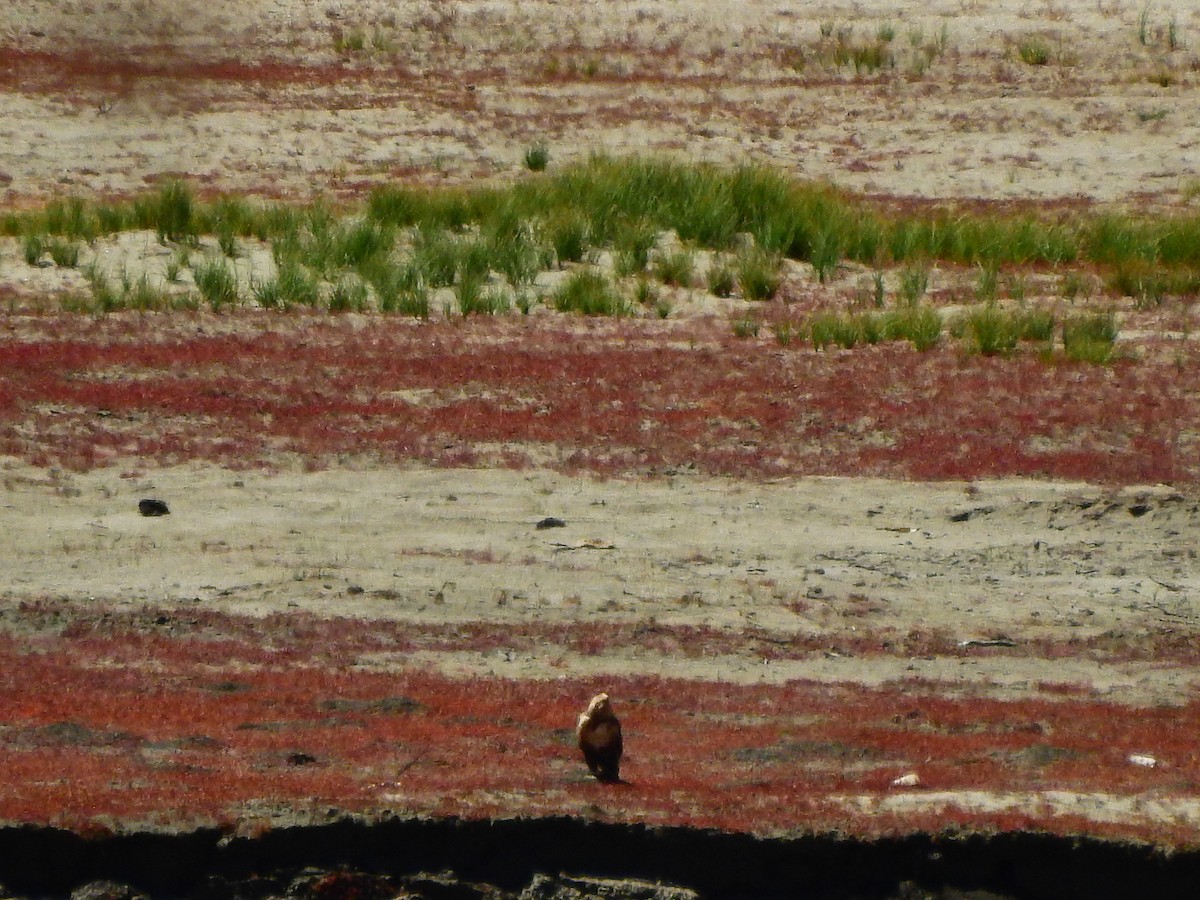 Upland Buzzard - ML642421785
