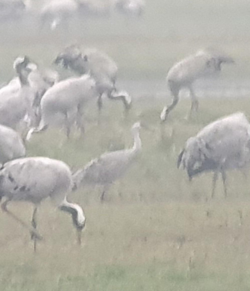 Sandhill Crane - ML642421791