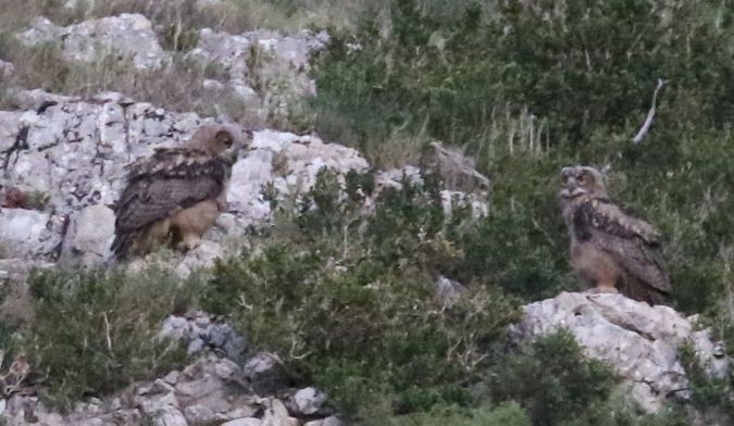 Eurasian Eagle-Owl - ML642421834