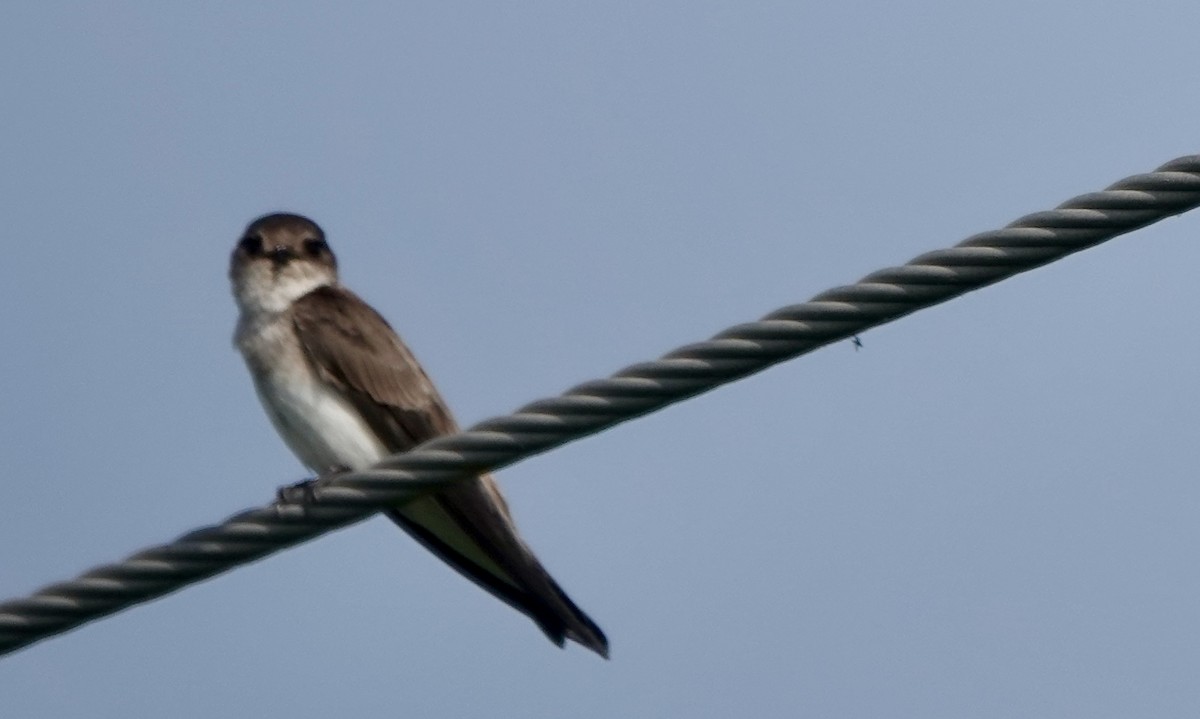 Gray-throated Martin - ML642421851