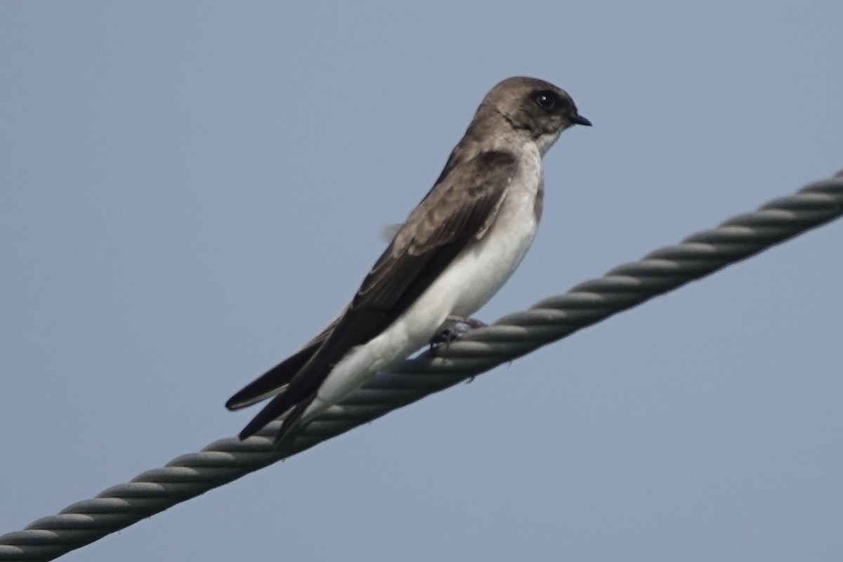 Gray-throated Martin - ML642421852