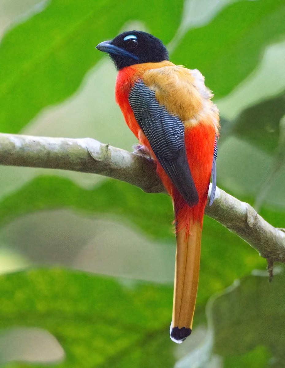 Scarlet-rumped Trogon - ML642421854