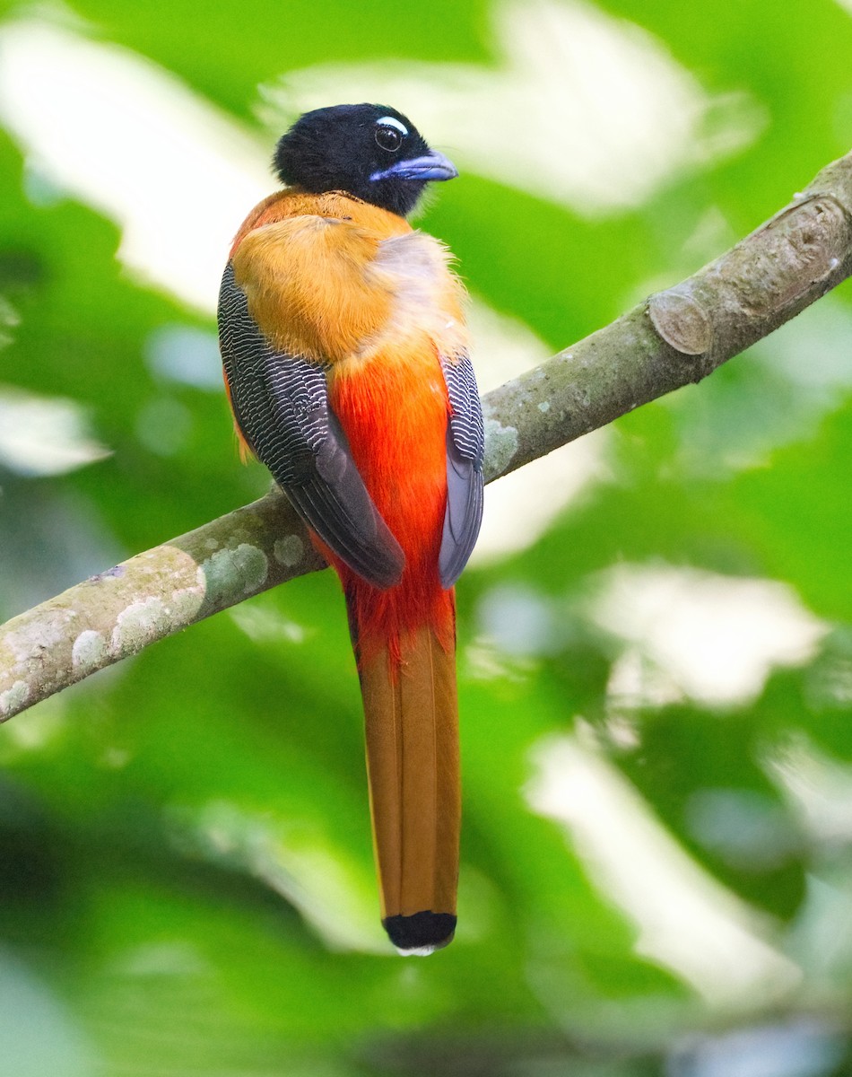 Scarlet-rumped Trogon - ML642421855