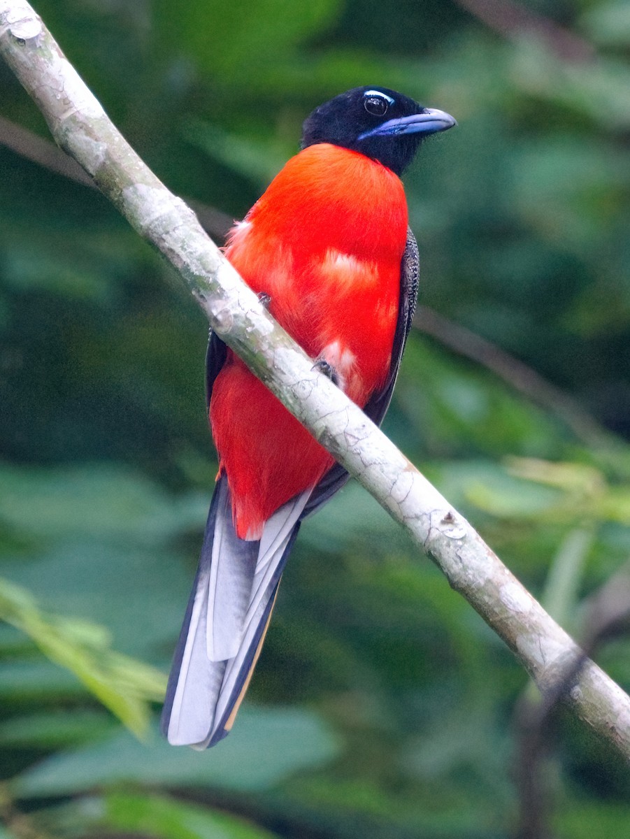 Scarlet-rumped Trogon - ML642421856