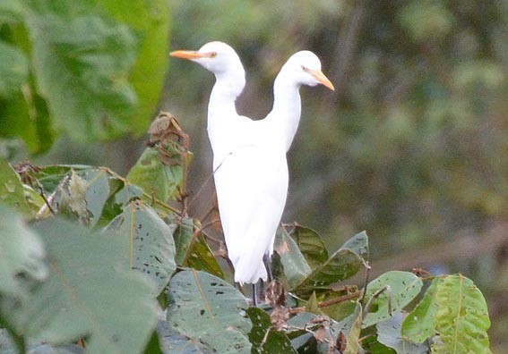 Western Cattle-Egret - ML642421859