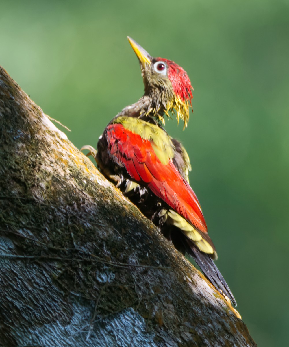 Crimson-winged Woodpecker - ML642421864