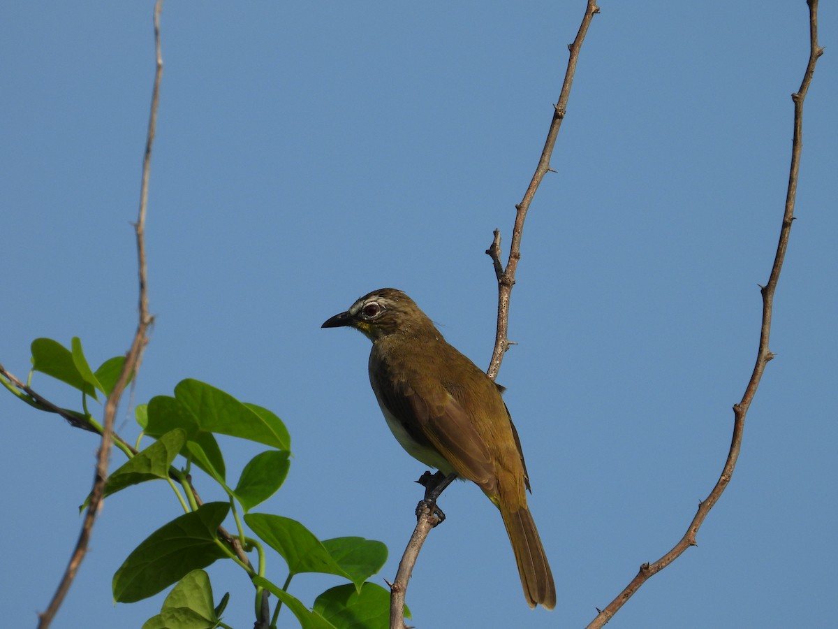 Bulbul à sourcils blancs - ML642421955