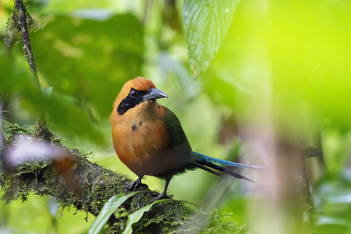 Rufous Motmot - ML642422048